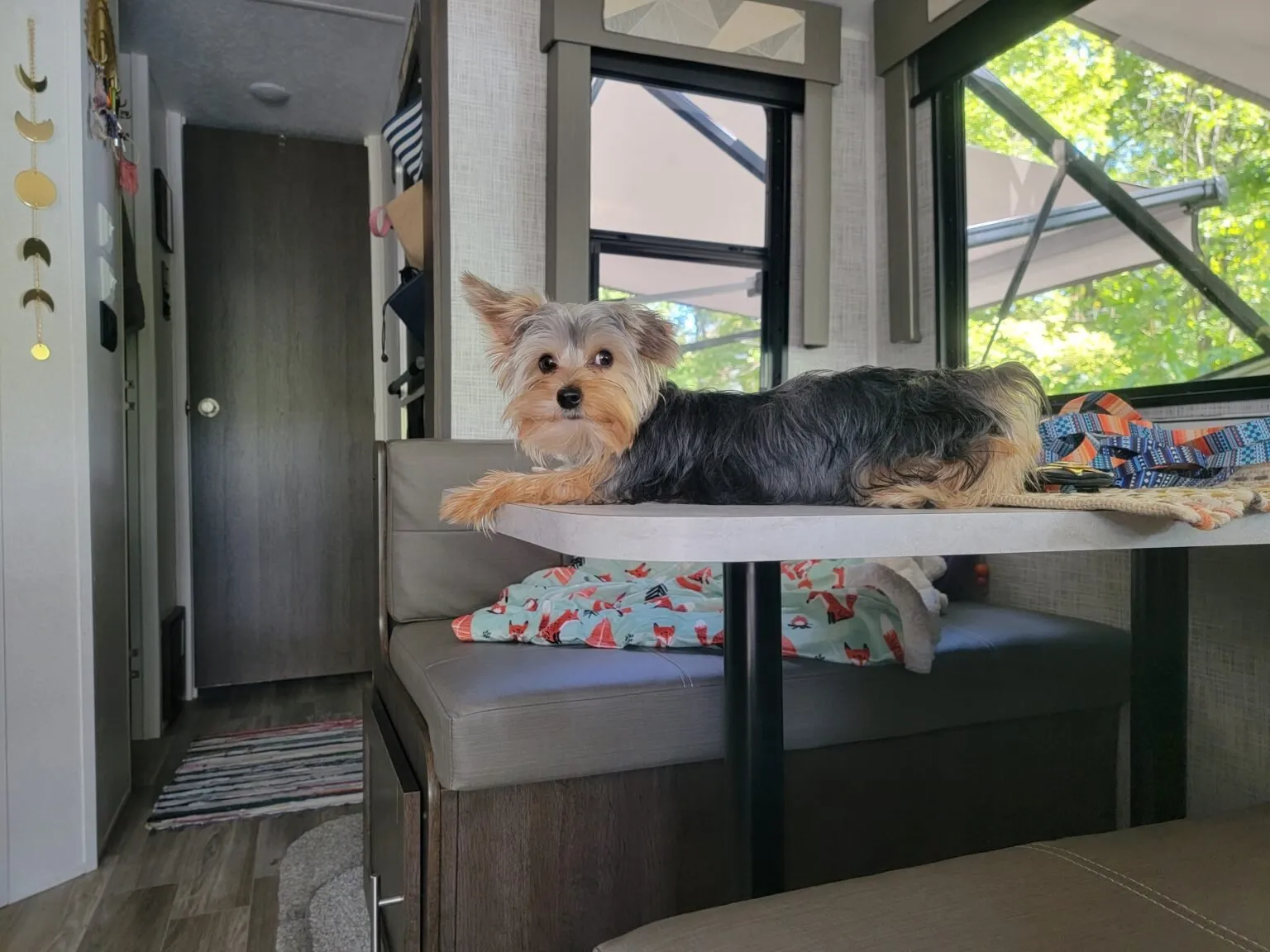 Must-Know Tips for RV Traveling With Your Pets