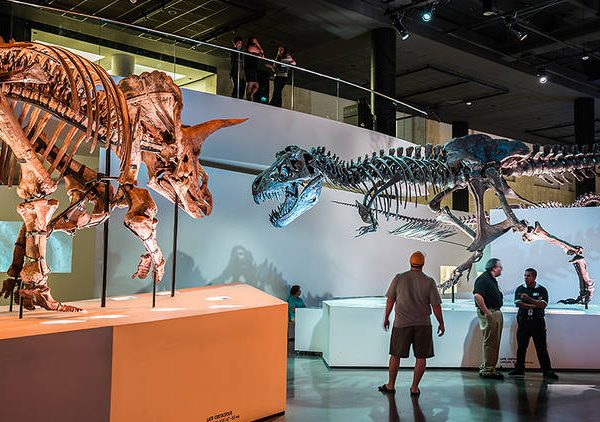 Why Sheldon Lake RV Resort Is the Ideal Base for Visiting the Houston Museum of Natural Science in Houston, TX