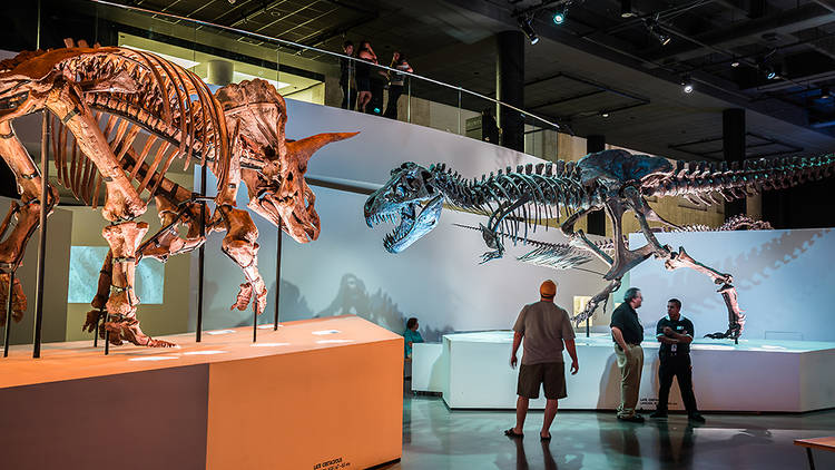 Why Sheldon Lake RV Resort Is the Ideal Base for Visiting the Houston Museum of Natural Science in Houston, TX